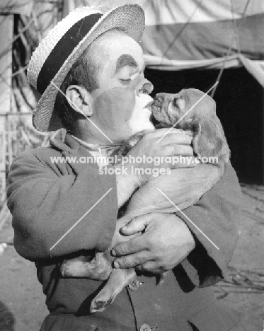 Cocker Spaniel puppy being kissed by a clown