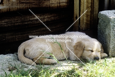 golden retriever puppy sleeping