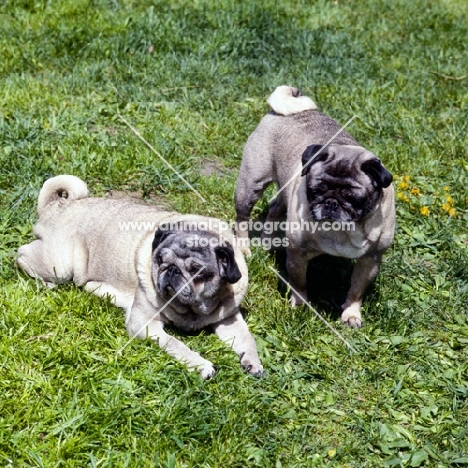 two old pugs