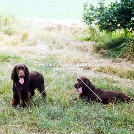two field spaniels resting in a field