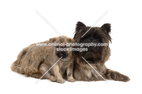 Cairn Terrier on white background