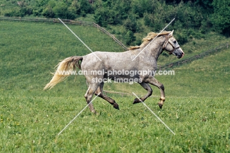 Lipizzaner colt at piber in summer pasture