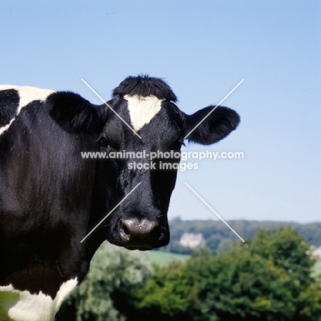  holstein friesian cow protrait