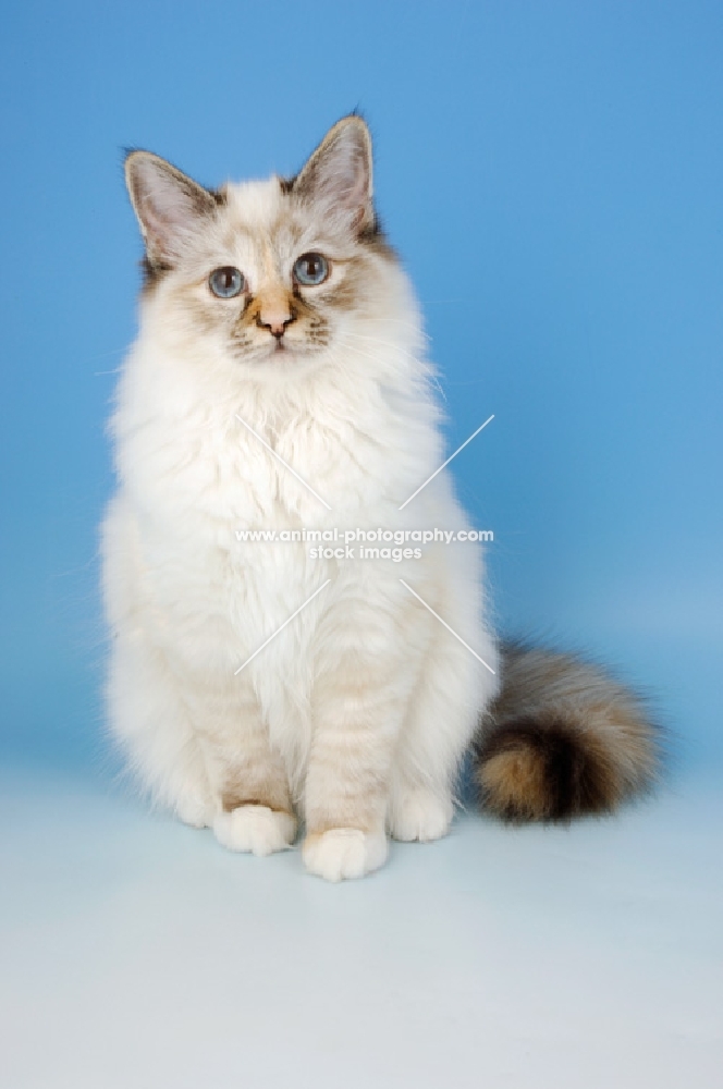 seal tortie tabby birman cat