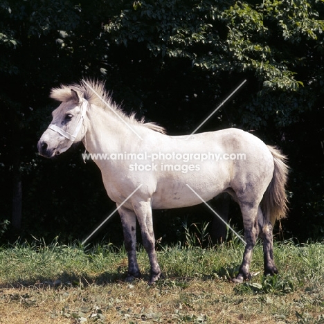 iceland horse in holland