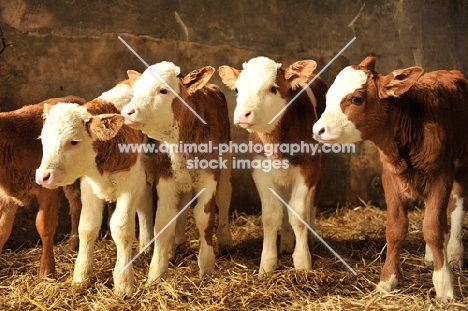 four Fleckvieh calves