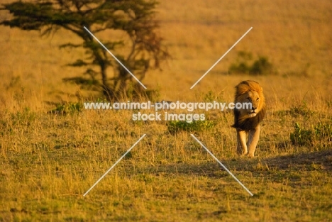 Male Lion on an early morning in Masai Mara