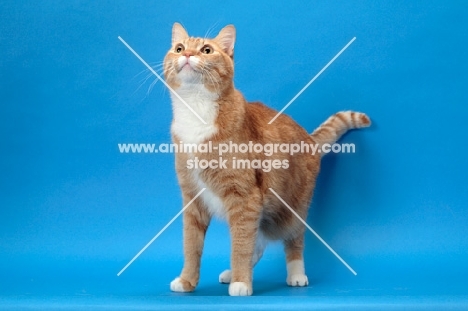 Red Mackerel Tabby & White Cat, looking up