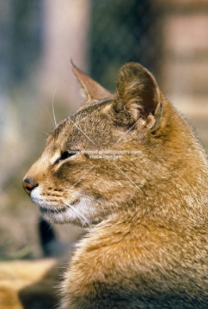 ch taishun leo, abyssinian cat, head study in profile