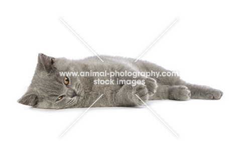 british shorthaired kitten looking bored