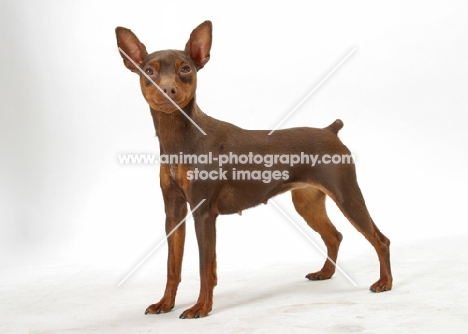 Chocolate & Tan Miniature Pinscher