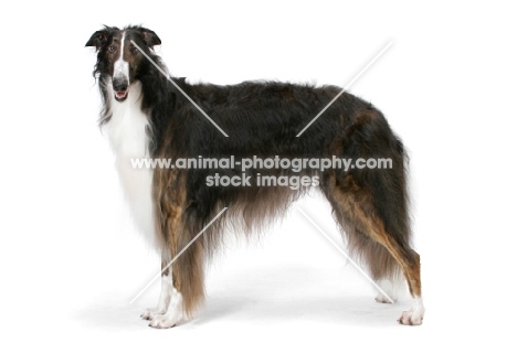 Australian Champion Borzoi