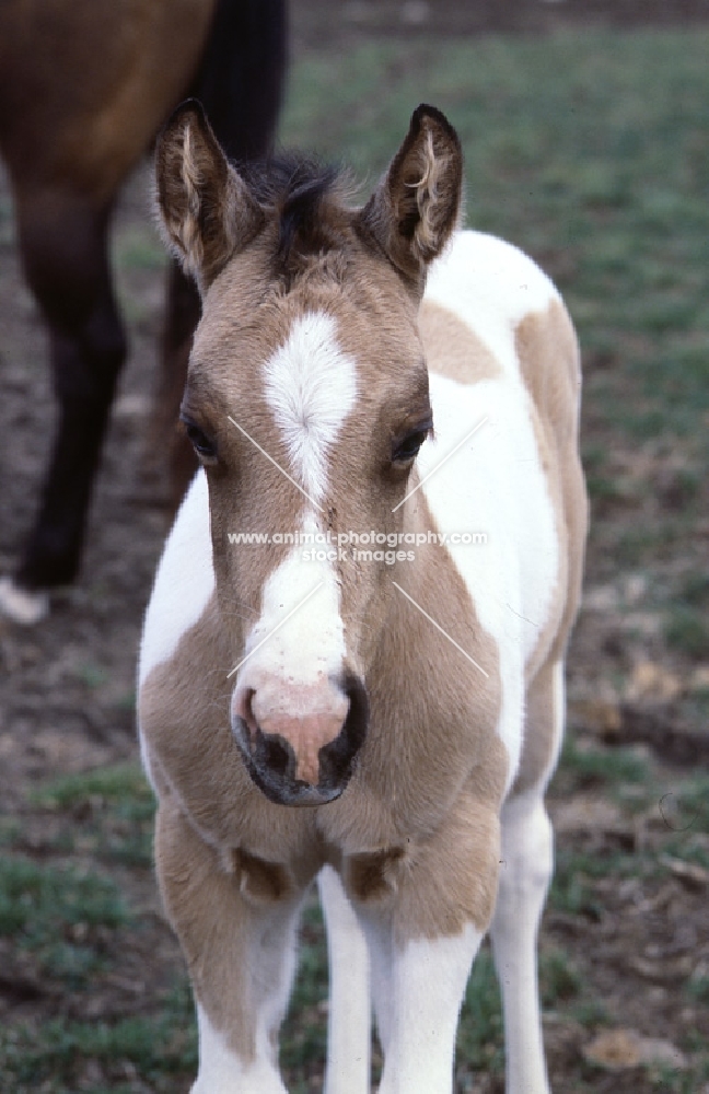 paint horse foal in usa