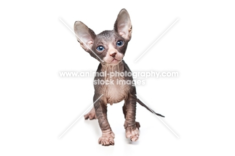 cute 6 week old Sphynx kitten