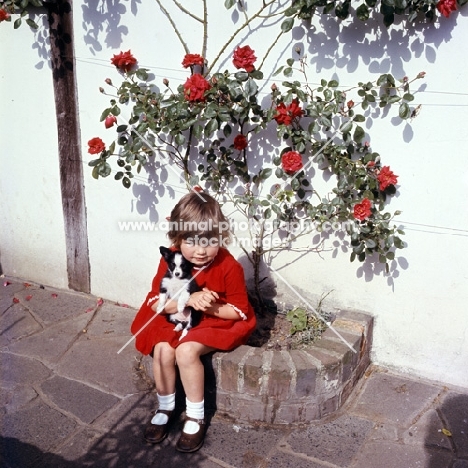 child holding chihuahua puppy with roses background