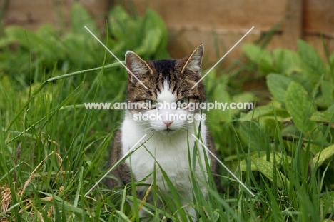 tabby and white young cat in grass hunting