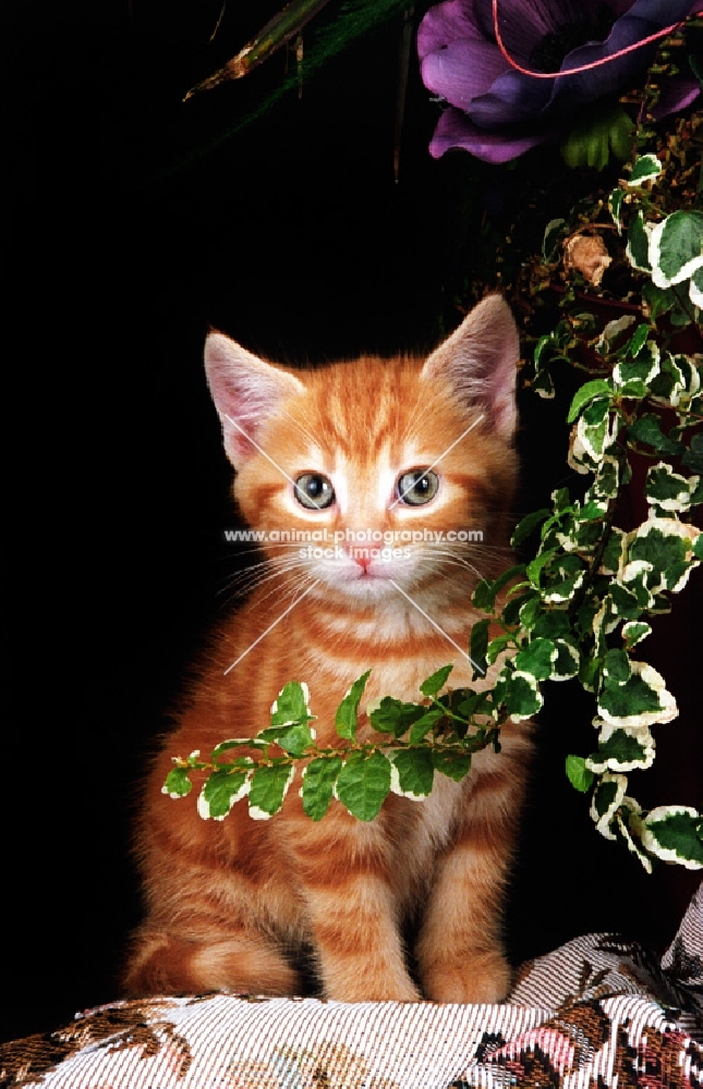 non pedigree kitten standing next to ivy