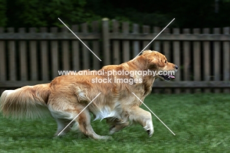 Golden Retriever running