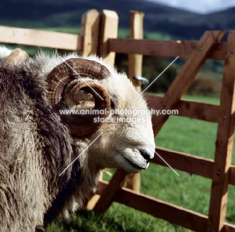 herdwick ram portrait