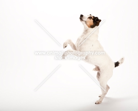 jack russell on hind legs