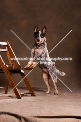 Australian Cattle Dog resting on chair