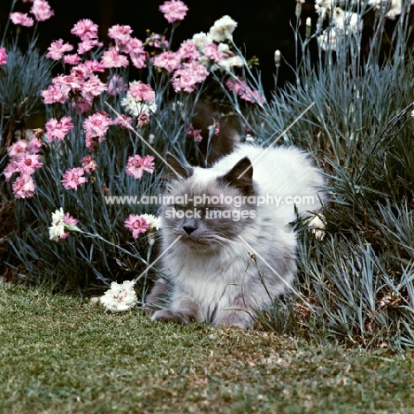 colourpoint cat, blue point, in a garden. (Aka: Persian or Himalayan)