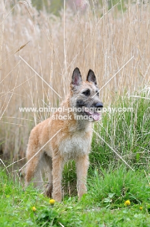 Laekenois (Belgian Shepherd) standing in grass