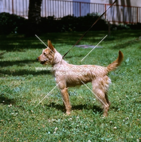 janela de veiros,  portuguese podengo medium , wirehaired