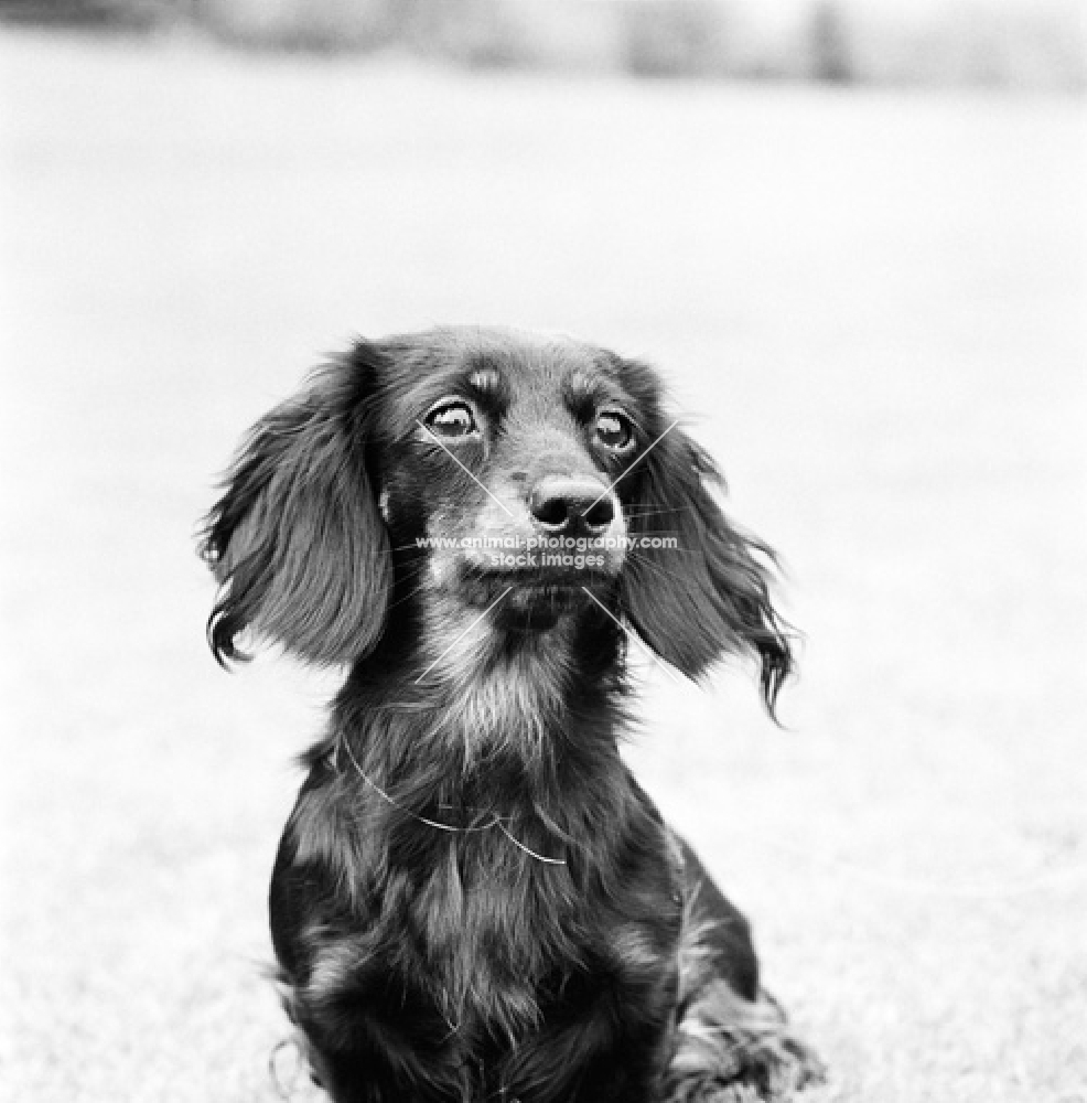 pet miniature long haired dachshund