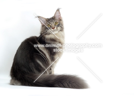 Blue Classic Tabby Maine Coon cat