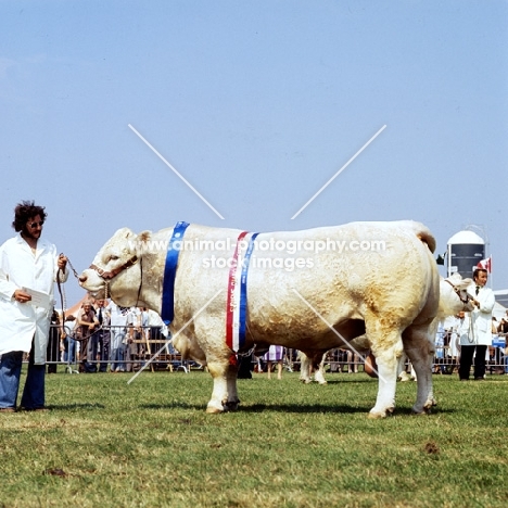 charolais bull at royal show