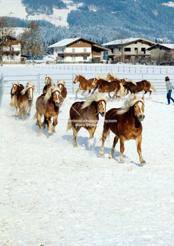 haflingers running together in the snow