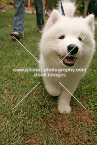 young Samoyed puppy on lead