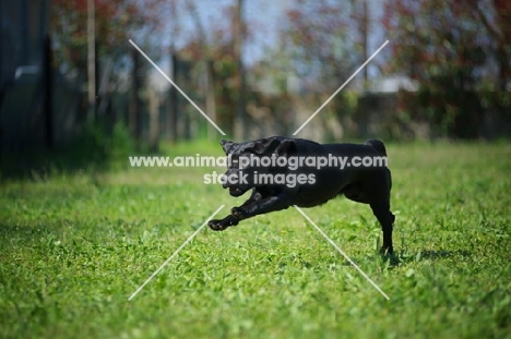black Labrador retriever running in a field of grass