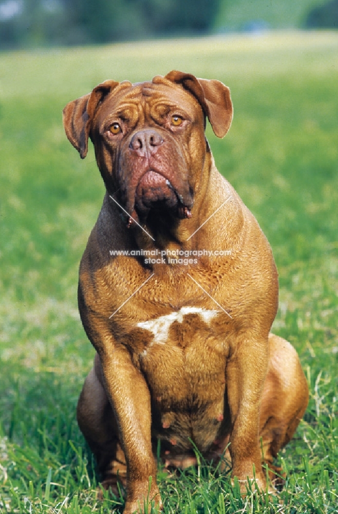 Dogue de Bordeaux sitting on grass