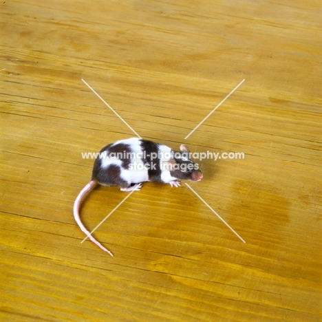 parti coloured mouse