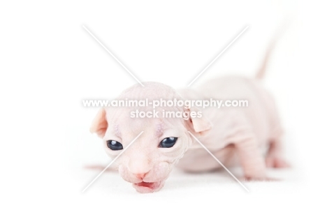 2 week old Sphynx kitten