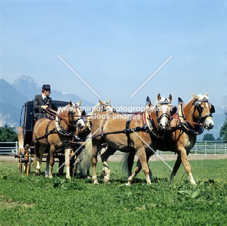 Haflinger mares, four in hand drawing landaur, at Ebbs in the summer