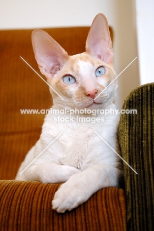 Cornish Rex cat on a chair