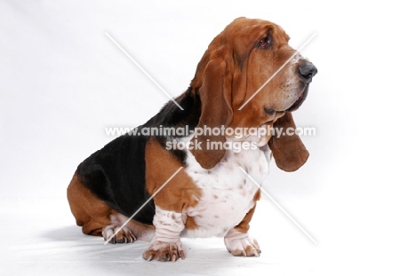 Australian Champion Basset Hound in studio