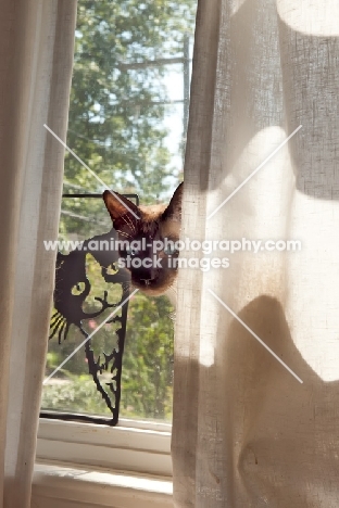 seal point Siamese behind curtain