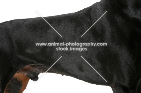 Australian Champion Dobermann coat detail