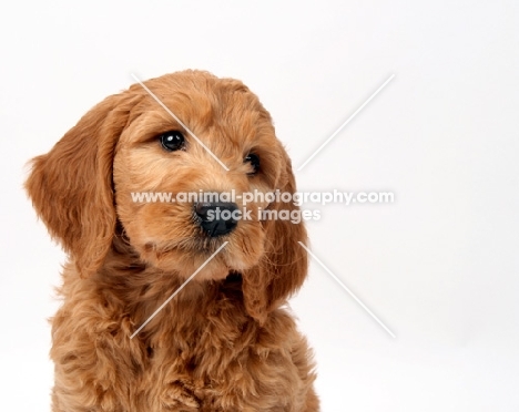 Goldendoodle puppy