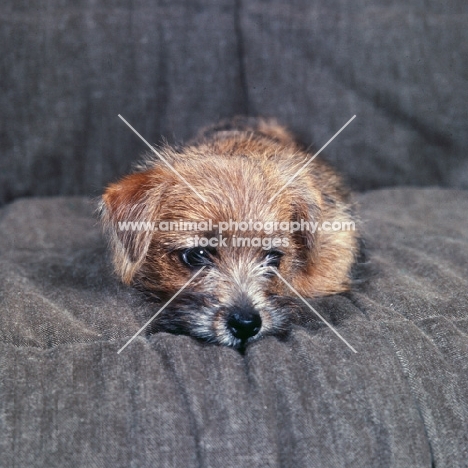 chalkyfield folly, norfolk terrier puppy looking lonely on a sofa