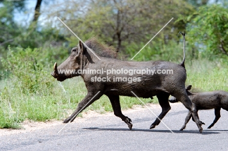 Warthog