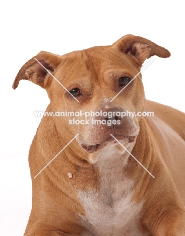 American Pit Bull Terrier