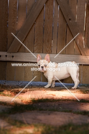 young French Bulldog near gate