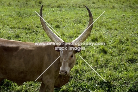 ankole looking at camera