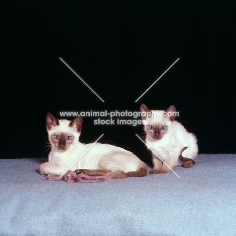 two seal point siamese kittens