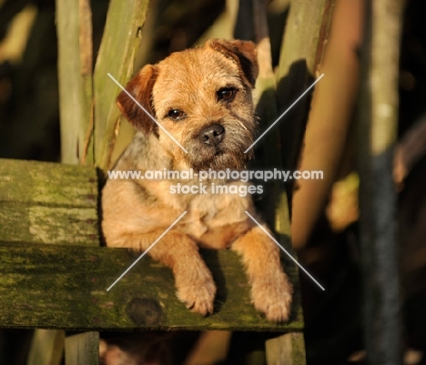 Border Terrier